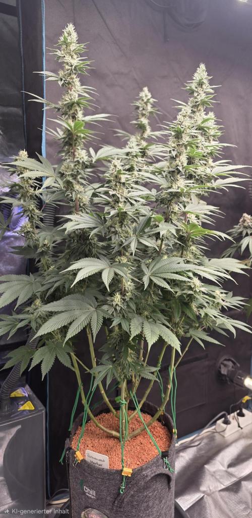 Permanent Marker - Traphouse Genetics. Week 14