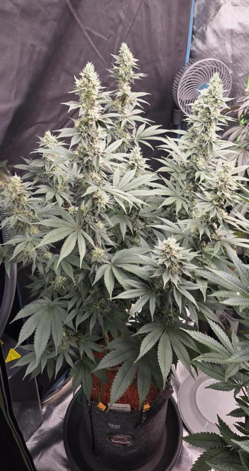 Permanent Marker - Traphouse Genetics. Week 15