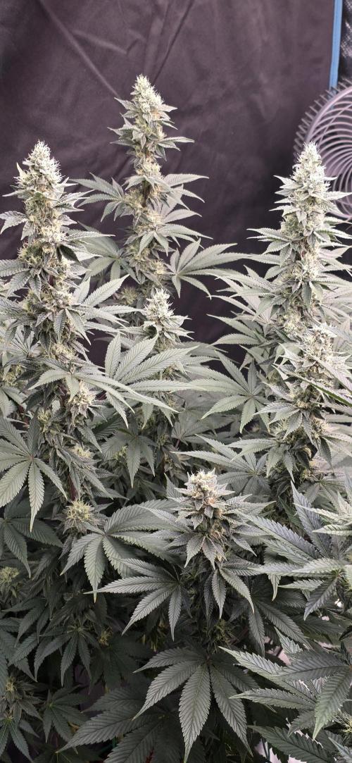 Permanent Marker - Traphouse Genetics. Week 15