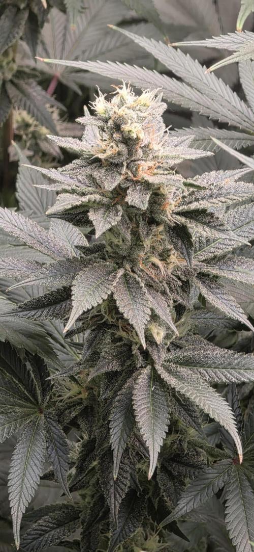 Permanent Marker - Traphouse Genetics. Week 15