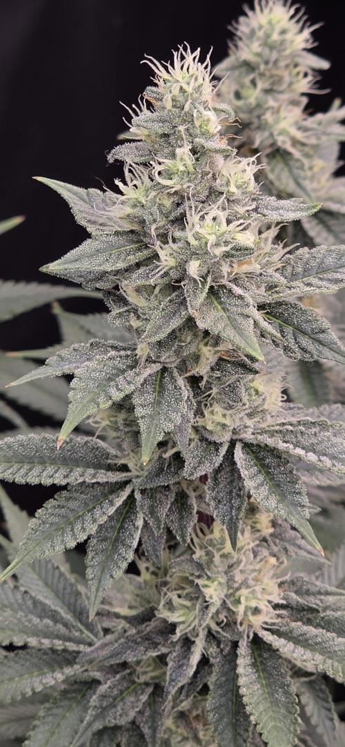Permanent Marker - Traphouse Genetics. Week 15