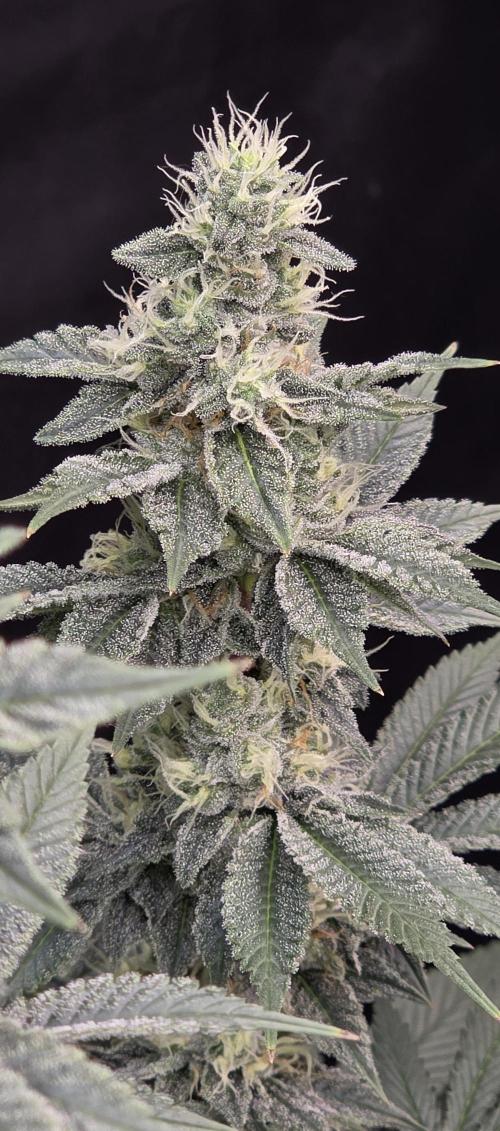 Permanent Marker - Traphouse Genetics. Week 15