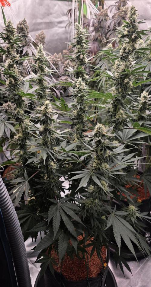 Permanent Marker - Traphouse Genetics. Week 15