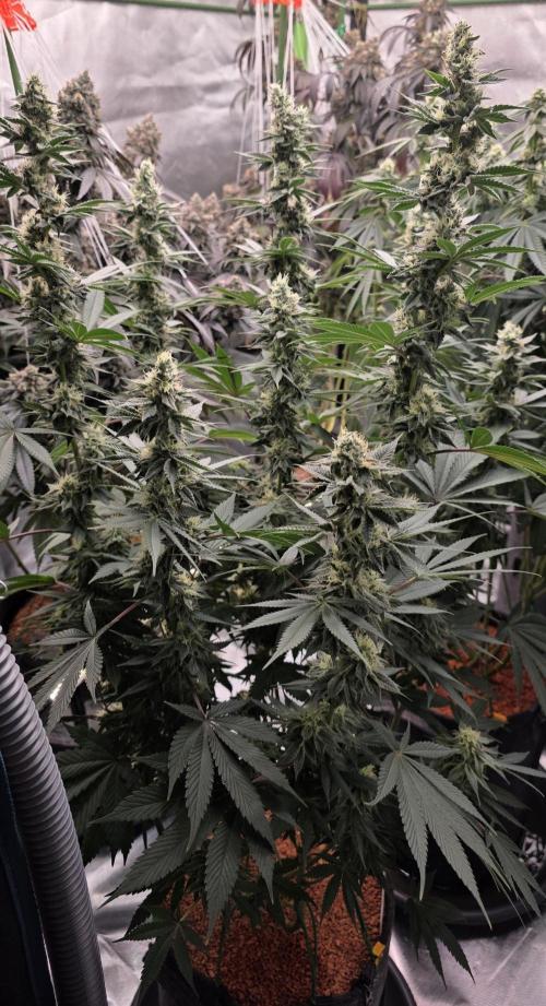 Permanent Marker - Traphouse Genetics. Week 15