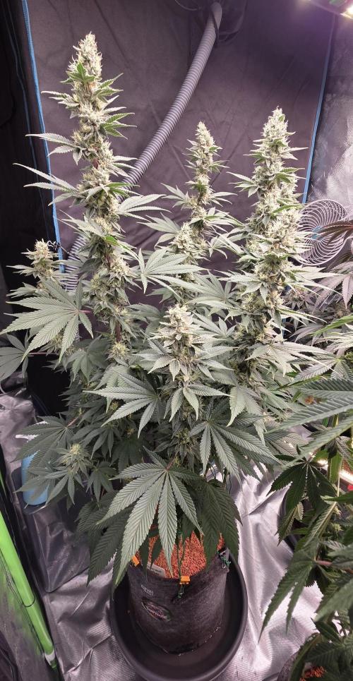 Permanent Marker - Traphouse Genetics. Week 15