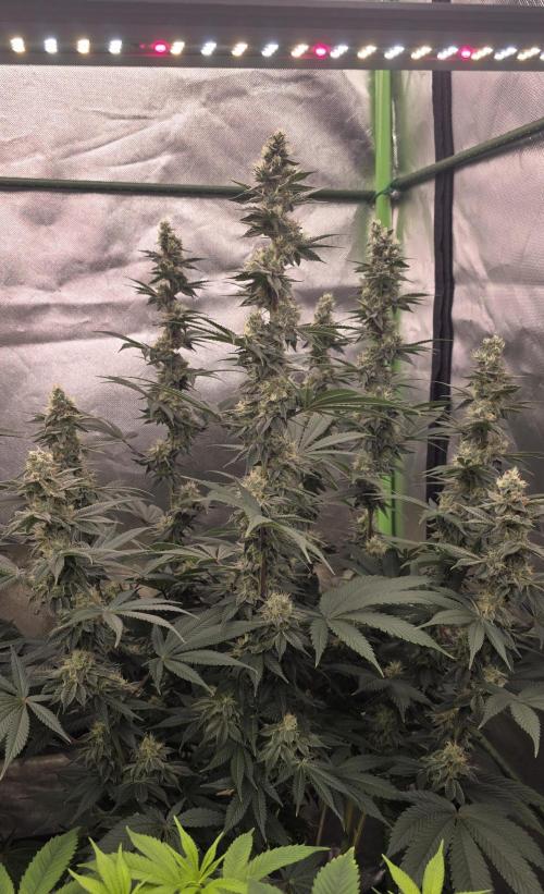 Permanent Marker - Traphouse Genetics. Week 15
