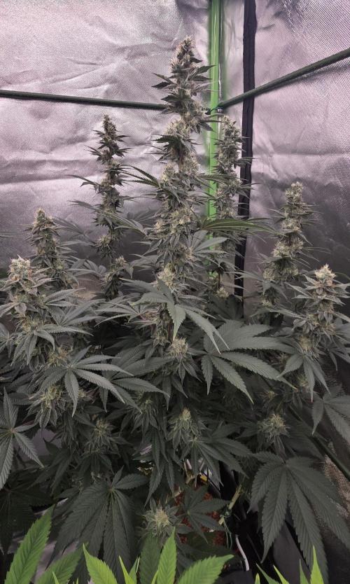 Permanent Marker - Traphouse Genetics. Week 15