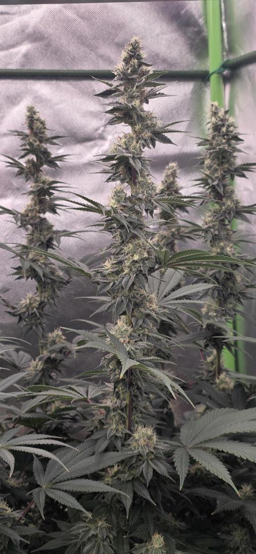Permanent Marker - Traphouse Genetics. Week 15