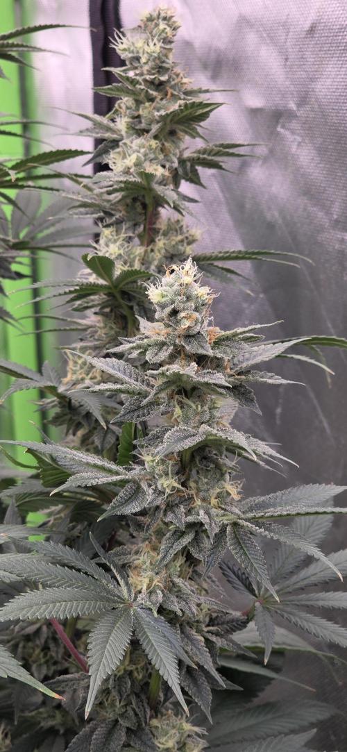 Permanent Marker - Traphouse Genetics. Week 15