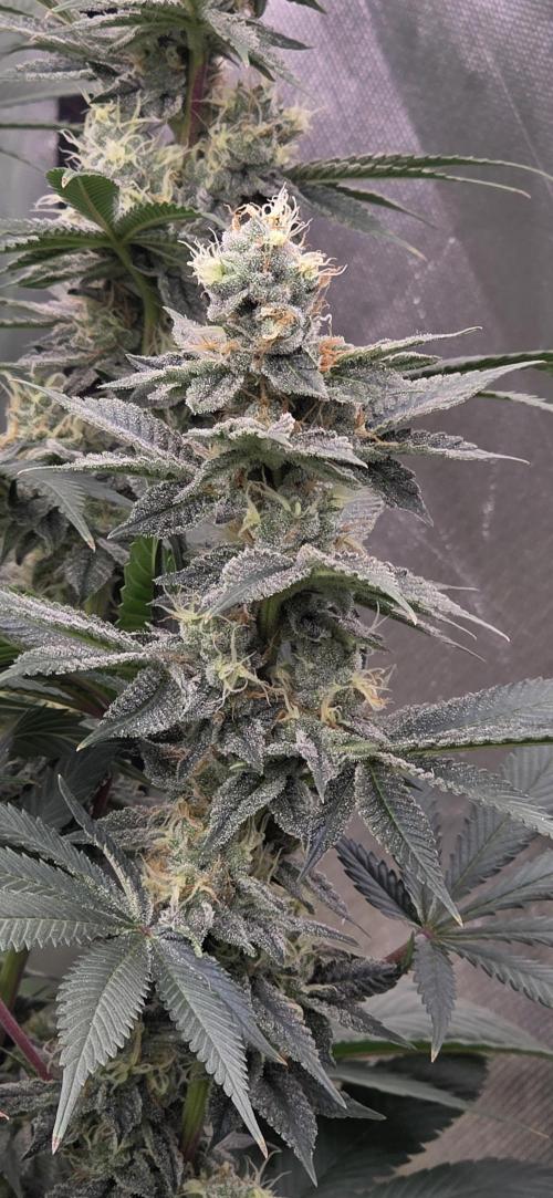 Permanent Marker - Traphouse Genetics. Week 15