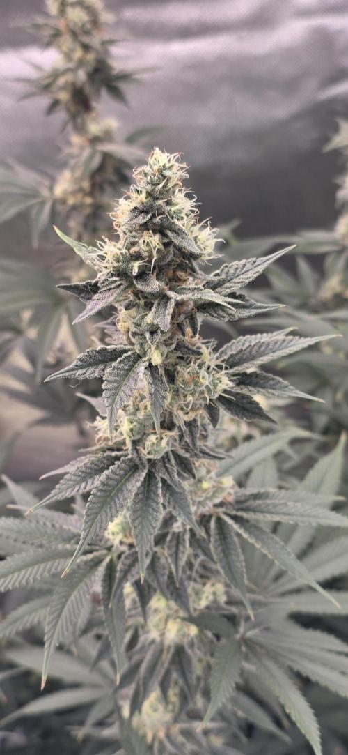 Permanent Marker - Traphouse Genetics. Week 15