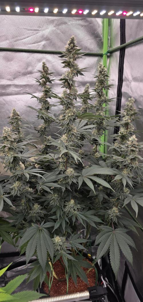Permanent Marker - Traphouse Genetics. Week 15