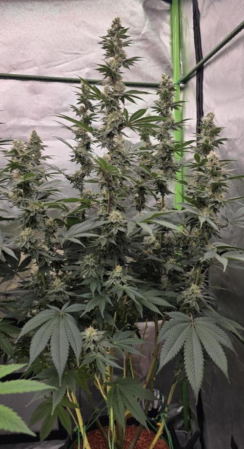 Permanent Marker - Traphouse Genetics. Week 15