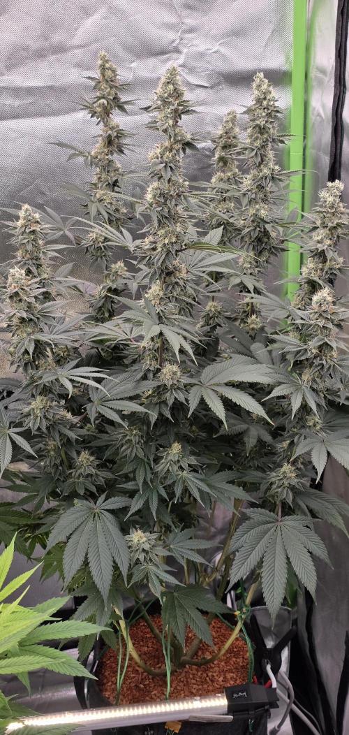 Permanent Marker - Traphouse Genetics. Week 15