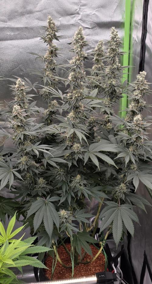 Permanent Marker - Traphouse Genetics. Week 15