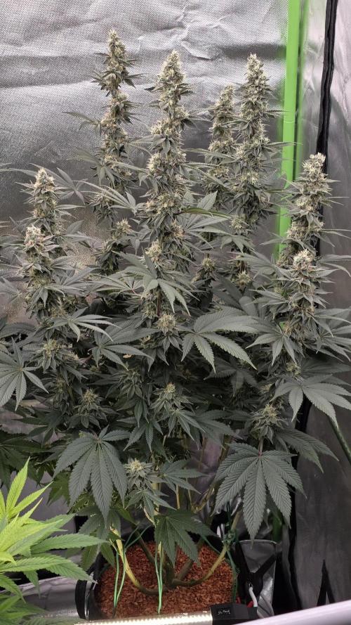 Permanent Marker - Traphouse Genetics. Week 15