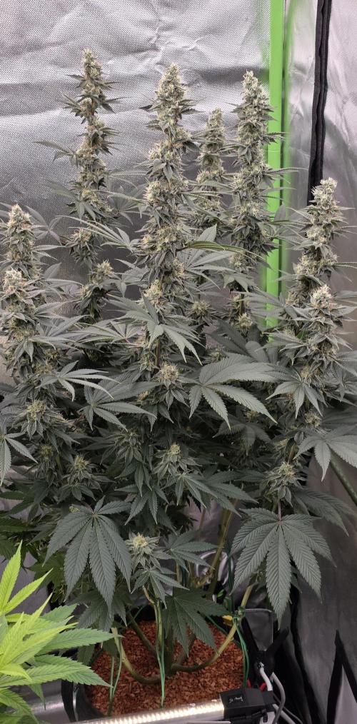 Permanent Marker - Traphouse Genetics. Week 15