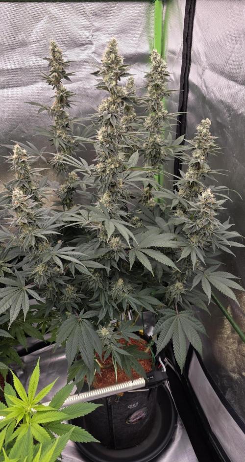 Permanent Marker - Traphouse Genetics. Week 15