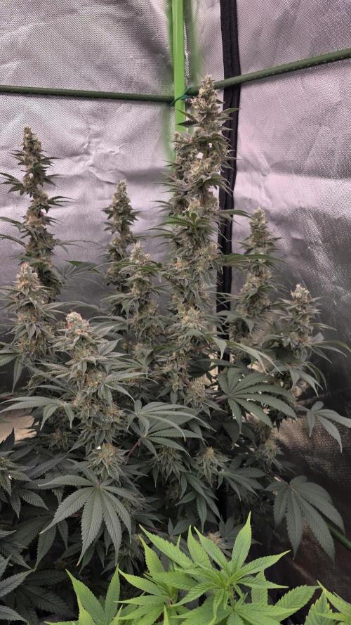 Permanent Marker - Traphouse Genetics. Week 16