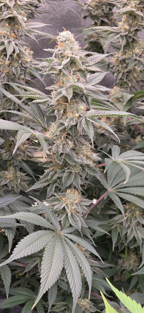 Permanent Marker - Traphouse Genetics. Week 16