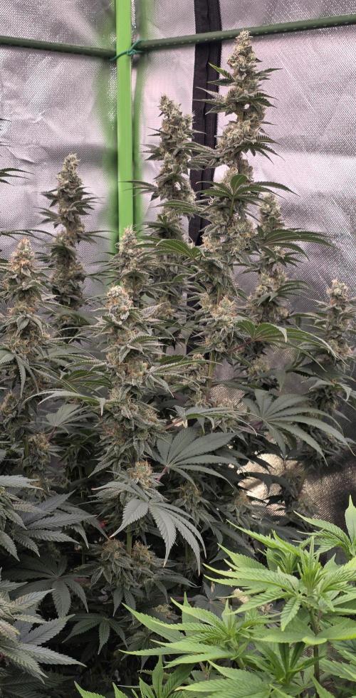 Permanent Marker - Traphouse Genetics. Week 16