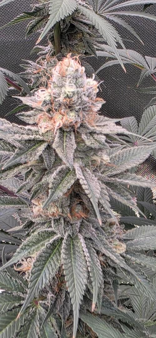 Permanent Marker - Traphouse Genetics. Week 16