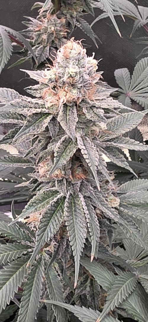 Permanent Marker - Traphouse Genetics. Week 16
