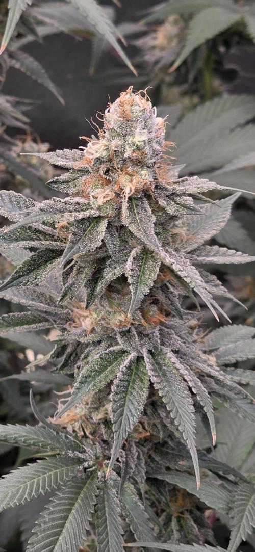 Permanent Marker - Traphouse Genetics. Week 16
