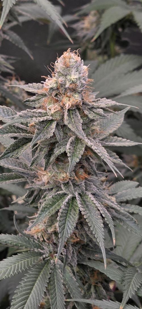 Permanent Marker - Traphouse Genetics. Week 16