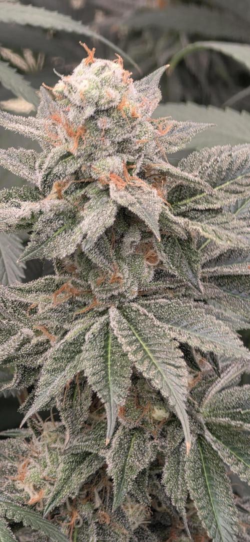 Permanent Marker - Traphouse Genetics. Week 16