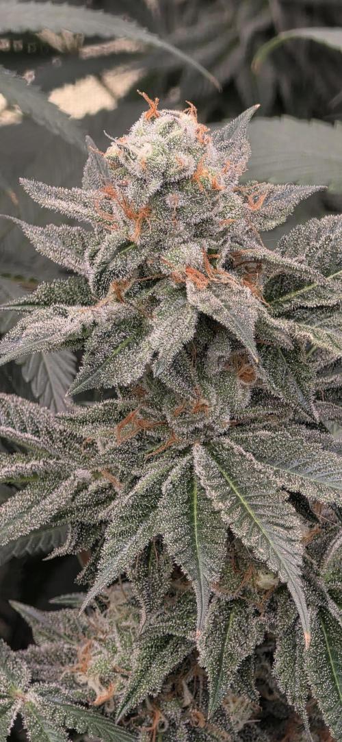 Permanent Marker - Traphouse Genetics. Week 16