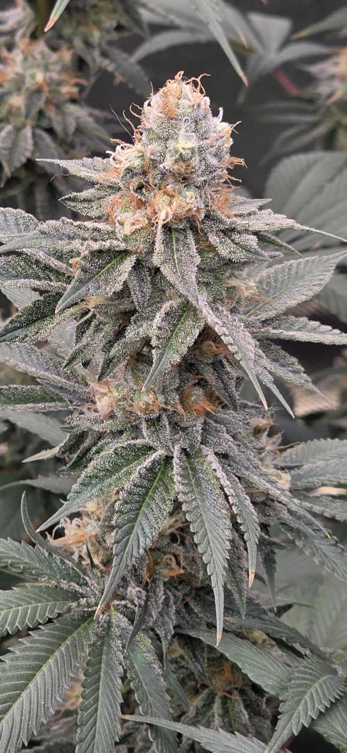 Permanent Marker - Traphouse Genetics. Week 16