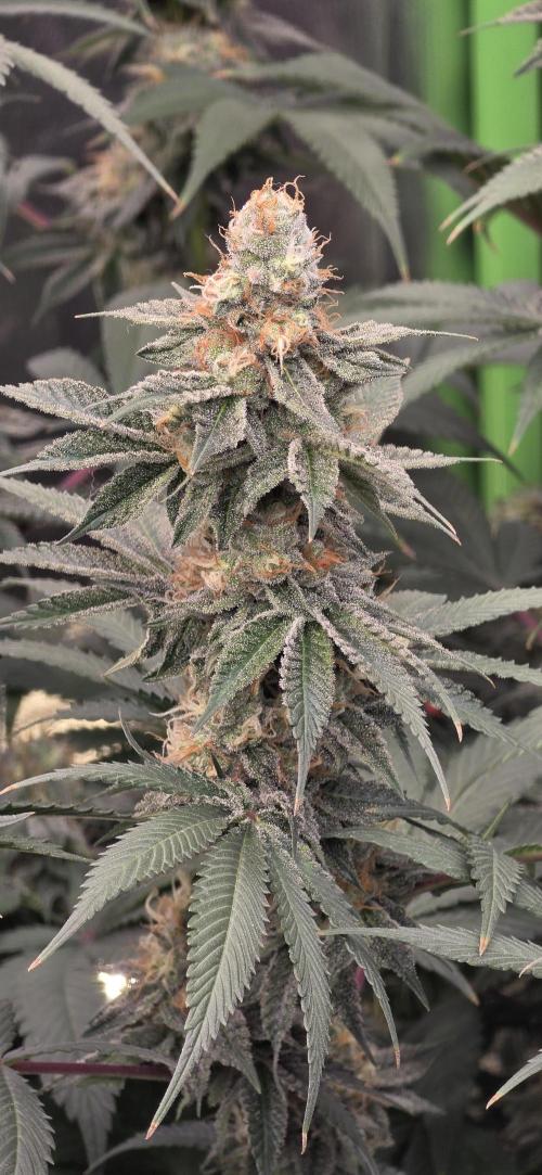 Permanent Marker - Traphouse Genetics. Week 16