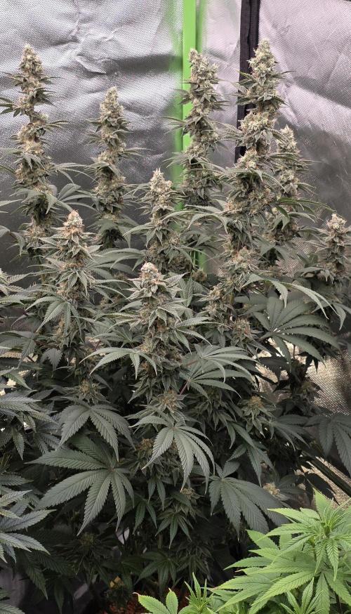 Permanent Marker - Traphouse Genetics. Week 16