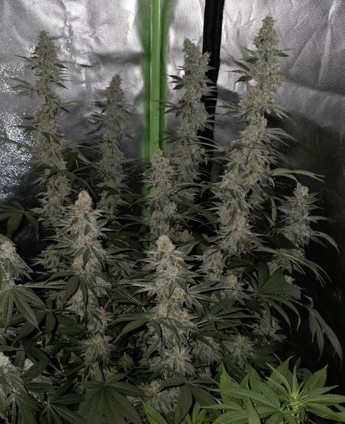 Permanent Marker - Traphouse Genetics. Week 16