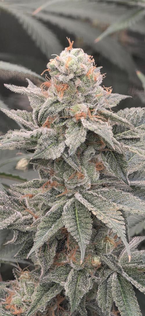 Permanent Marker - Traphouse Genetics. Week 17
