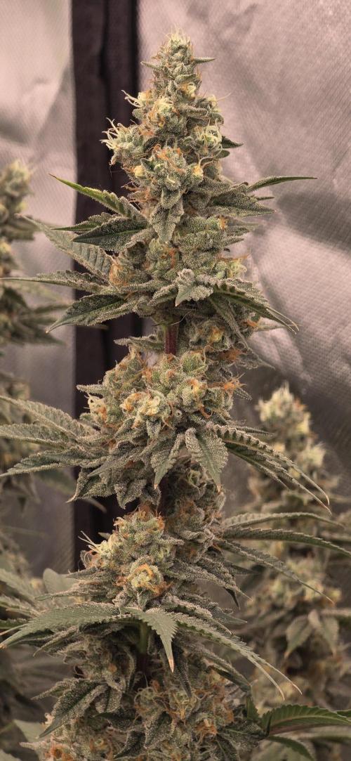 Permanent Marker - Traphouse Genetics. Week 17