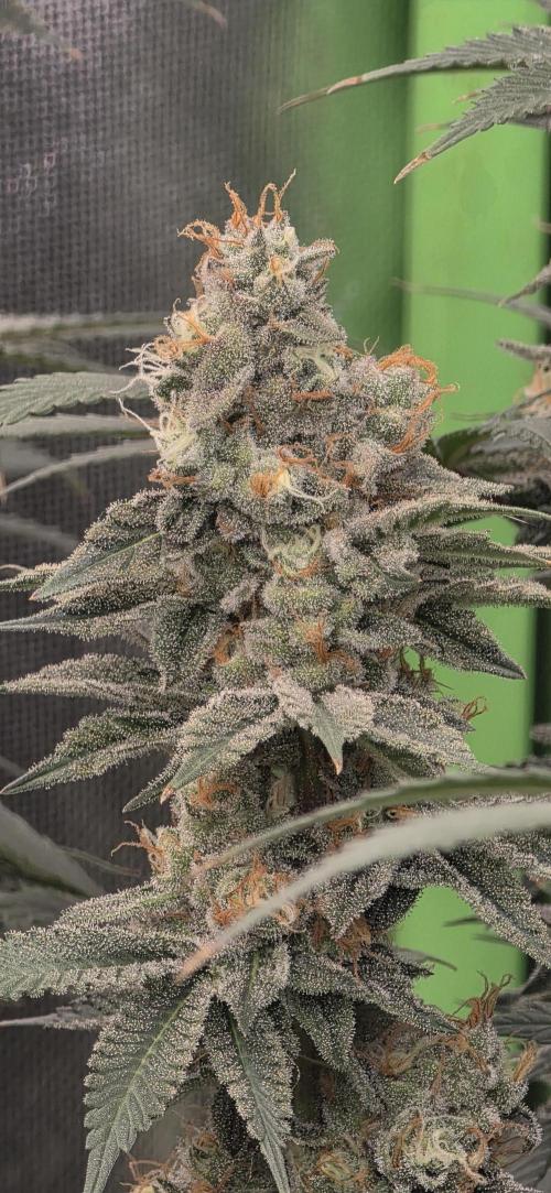 Permanent Marker - Traphouse Genetics. Week 17