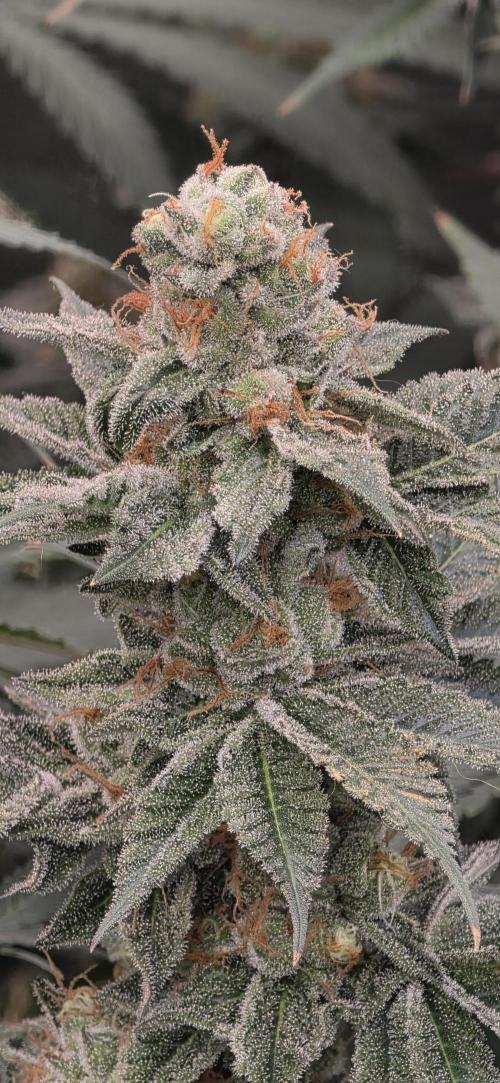 Permanent Marker - Traphouse Genetics. Week 17