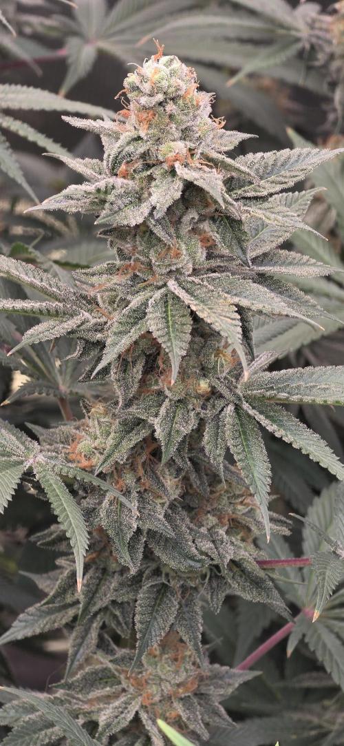 Permanent Marker - Traphouse Genetics. Week 17
