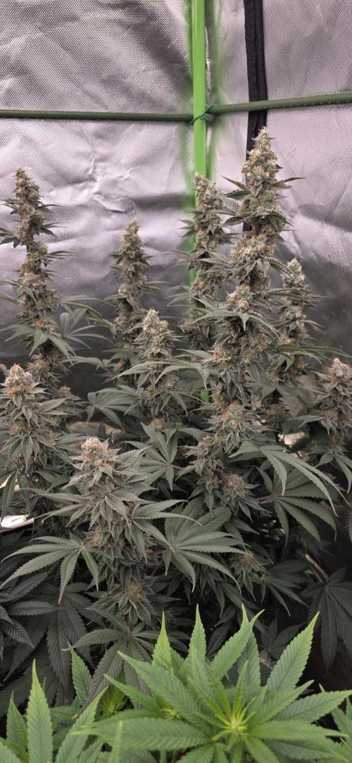 Permanent Marker - Traphouse Genetics. Week 17