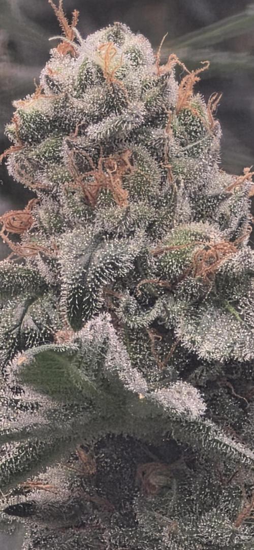 Permanent Marker - Traphouse Genetics. Week 17