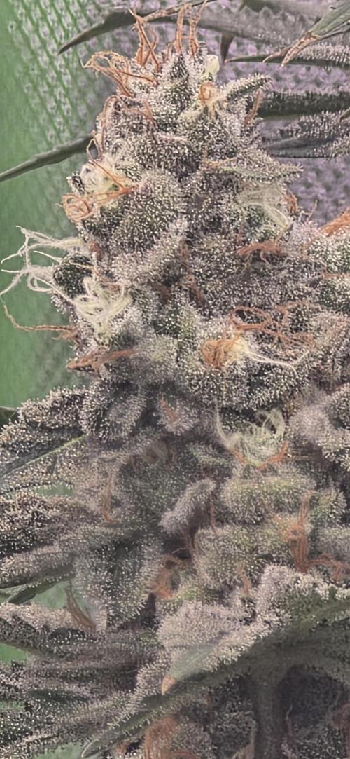 Permanent Marker - Traphouse Genetics. Week 17
