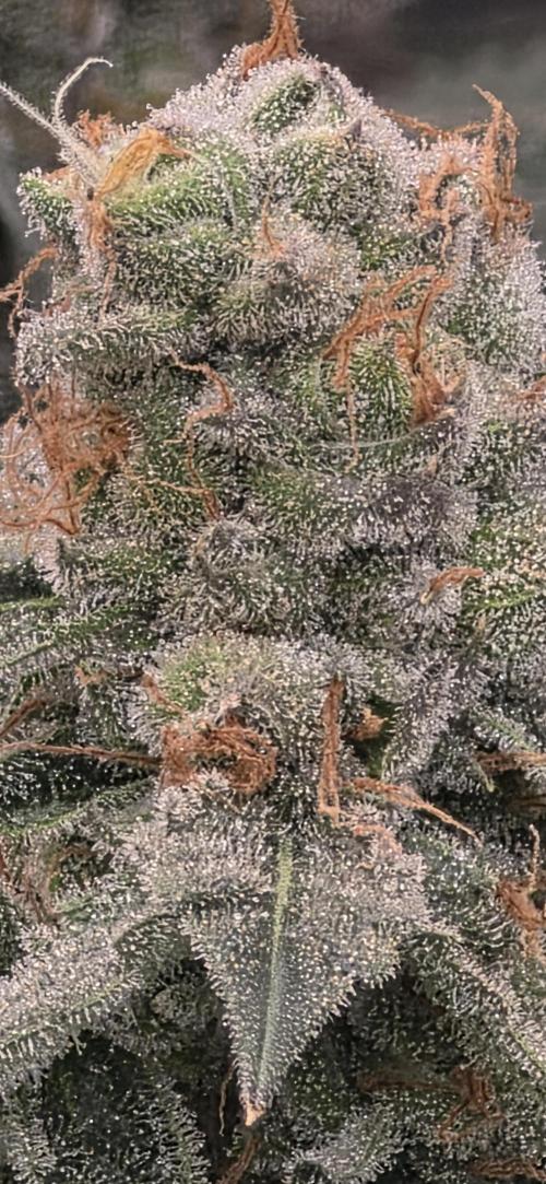 Permanent Marker - Traphouse Genetics. Week 17
