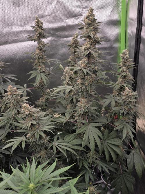Permanent Marker - Traphouse Genetics. Week 17
