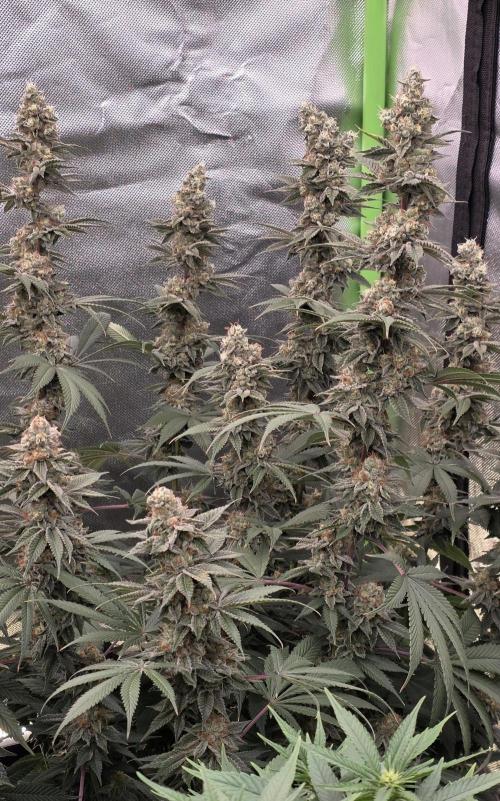 Permanent Marker - Traphouse Genetics. Week 17