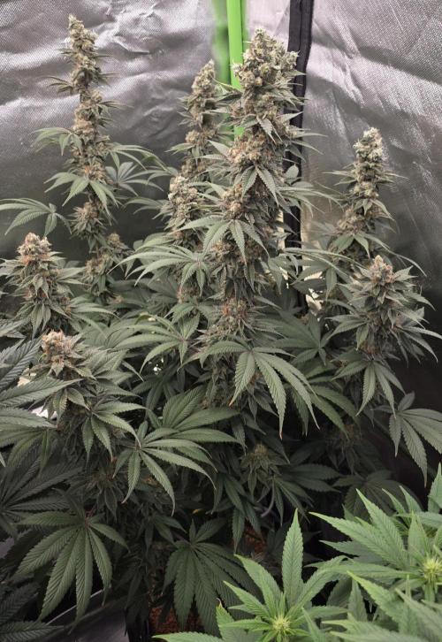 Permanent Marker - Traphouse Genetics. Week 17