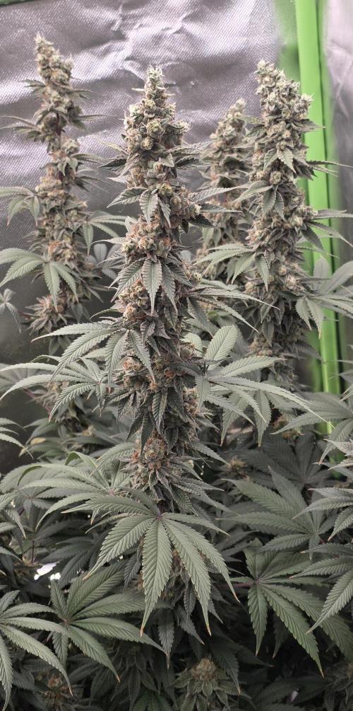 Permanent Marker - Traphouse Genetics. Week 17