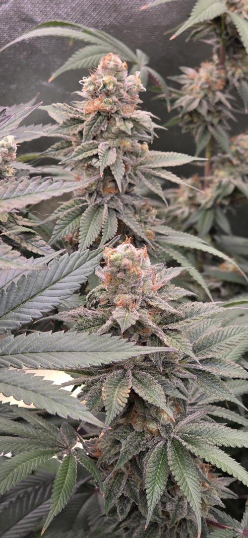 Permanent Marker - Traphouse Genetics. Week 17