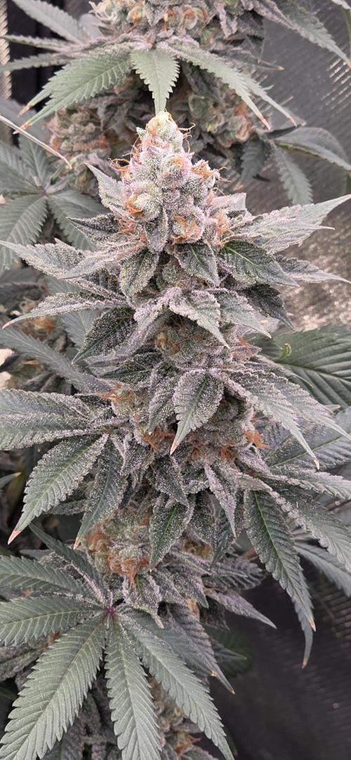 Permanent Marker - Traphouse Genetics. Week 17